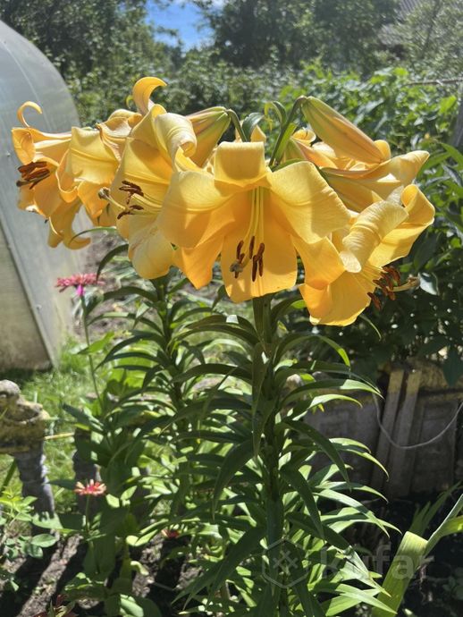 Дом 3-комн. 57.5 м² в Гомельский — миниатюра 20