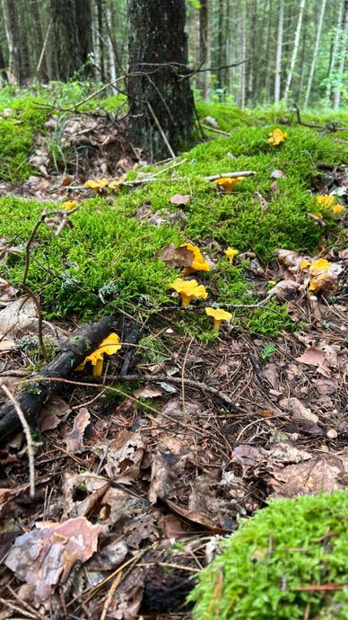 Дом 1-комн. 35 м² в Островецкий — миниатюра 11