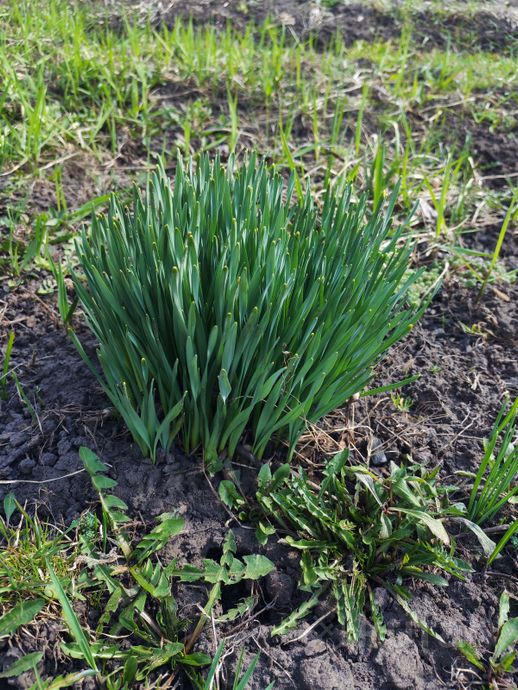 Дом 2-комн. 10 м² в Мозырь — миниатюра 11