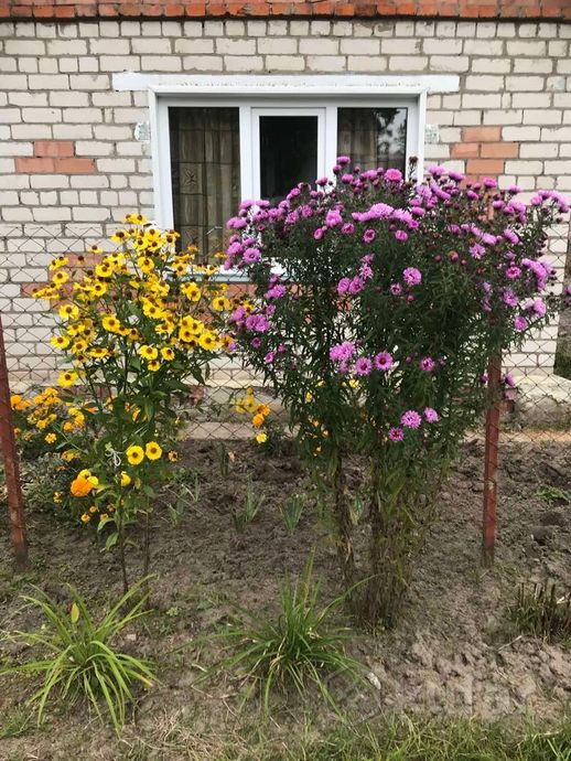 Дом 2-комн. 30 м² в Буда-Кошелёвский — миниатюра 2