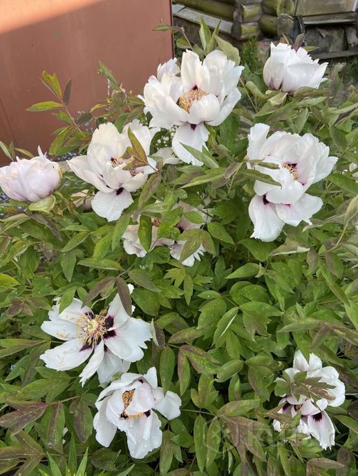 Дом 3-комн. 57.5 м² в Гомельский — миниатюра 24