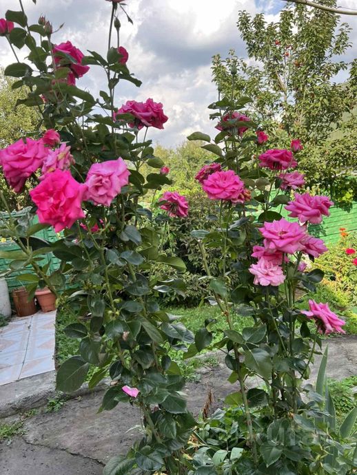 Дом 3-комн. 57.5 м² в Гомельский — миниатюра 25