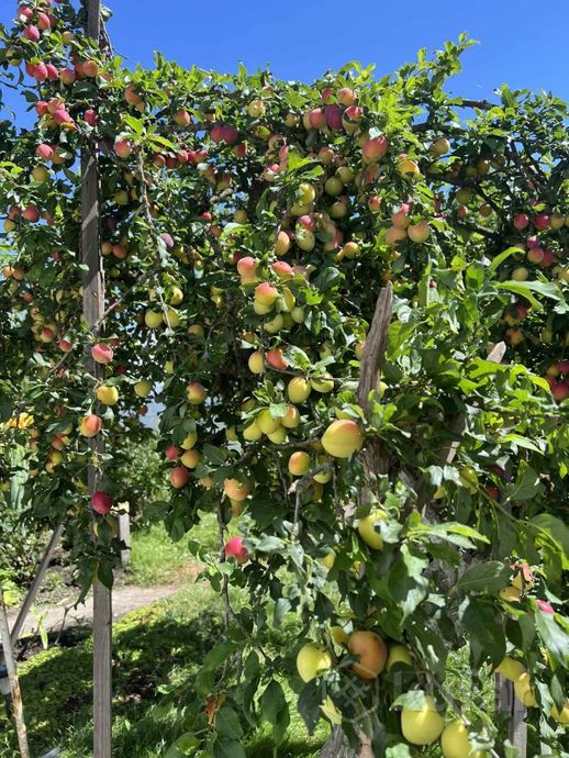 Дом 3-комн. 57.5 м² в Гомельский — миниатюра 19