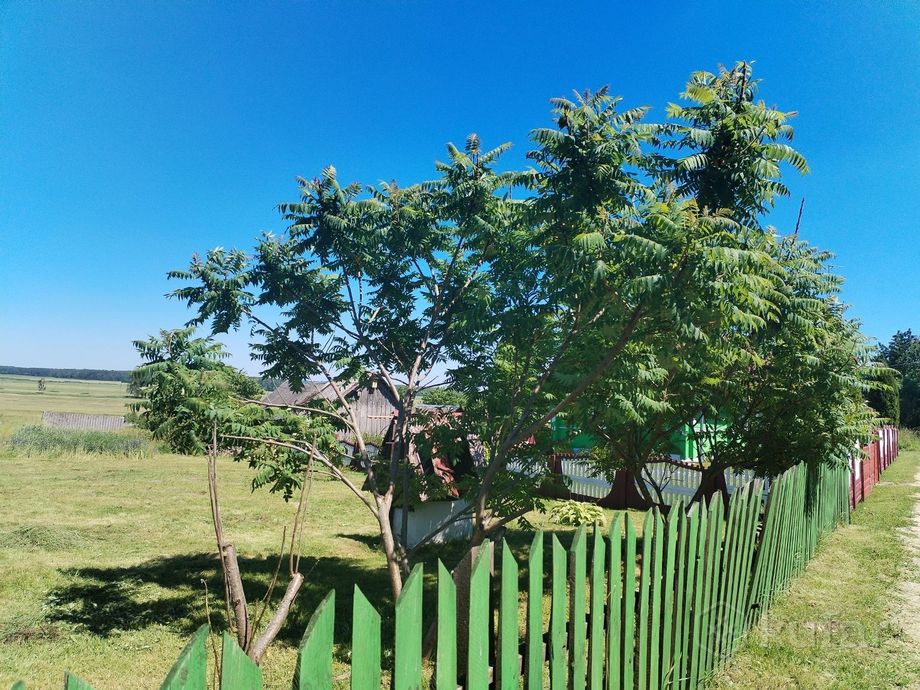 Дом 1-комн. 42 м² в Великие Новики — миниатюра 3