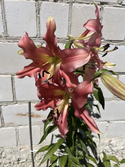 Дом 3-комн. 57.5 м² в Гомельский — миниатюра 21