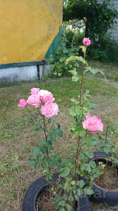 Дом 2-комн. 19.8 м² за 390 268 ₽ в Гомельский — фото 3