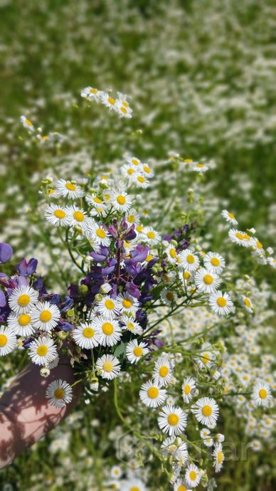 Дом 2-комн. 19.8 м² за 390 268 ₽ в Гомельский — фото 2